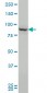 PCSK1 Antibody (monoclonal) (M02)