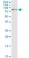 PCSK1 Antibody (monoclonal) (M02)