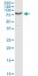 PCSK1 Antibody (monoclonal) (M02)