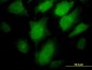 PCSK1 Antibody (monoclonal) (M02)