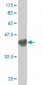 PCSK6 Antibody (monoclonal) (M01)