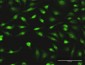 PCYT1A Antibody (monoclonal) (M02)