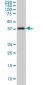 PCYT1A Antibody (monoclonal) (M03)