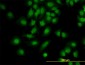 PDCD6 Antibody (monoclonal) (M01)