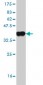 PDCD6 Antibody (monoclonal) (M01)