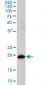 PDCD6 Antibody (monoclonal) (M01)