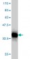 PDCD7 Antibody (monoclonal) (M01)