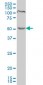 PDCD7 Antibody (monoclonal) (M01)