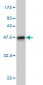 PDE1B Antibody (monoclonal) (M01)