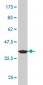 PDE1B Antibody (monoclonal) (M02)