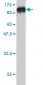 PDIA4 Antibody (monoclonal) (M01)