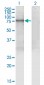 PDIA4 Antibody (monoclonal) (M01)