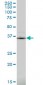 PDLIM1 Antibody (monoclonal) (M02)