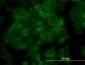 PDLIM7 Antibody (monoclonal) (M01)