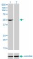 PDLIM7 Antibody (monoclonal) (M01)