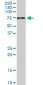 PDZK1 Antibody (monoclonal) (M01)