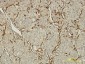 PECAM1 Antibody (monoclonal) (M01)