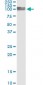 PECAM1 Antibody (monoclonal) (M01)