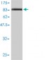 PECAM1 Antibody (monoclonal) (M01)