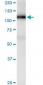 PECAM1 Antibody (monoclonal) (M01)