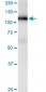 PECAM1 Antibody (monoclonal) (M01)