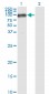 PECAM1 Antibody (monoclonal) (M01)