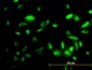 PEPD Antibody (monoclonal) (M01)