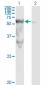 PEPD Antibody (monoclonal) (M01)