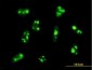 PER2 Antibody (monoclonal) (M01)