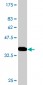 PER2 Antibody (monoclonal) (M01)