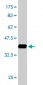 PFN2 Antibody (monoclonal) (M05)