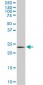 PGRMC2 Antibody (monoclonal) (M04)
