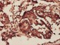 PHB Antibody (monoclonal) (M01)