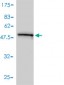 PHB Antibody (monoclonal) (M01)