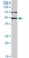 PHF1 Antibody (monoclonal) (M04)