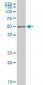PHF1 Antibody (monoclonal) (M04)