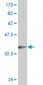 PHF1 Antibody (monoclonal) (M05)
