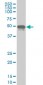 PHF1 Antibody (monoclonal) (M05)
