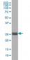 PHOSPHO1 Antibody (monoclonal) (M04)