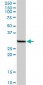 PHOSPHO1 Antibody (monoclonal) (M10)