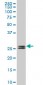 PHOSPHO1 Antibody (monoclonal) (M10)