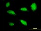 PHOX2A Antibody (monoclonal) (M01)