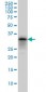 PHOX2A Antibody (monoclonal) (M01)