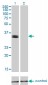 PHOX2A Antibody (monoclonal) (M01)