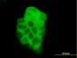 PIK3C2B Antibody (monoclonal) (M02)