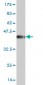 PIK3C2B Antibody (monoclonal) (M02)