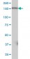 PIK3C2B Antibody (monoclonal) (M02)