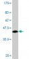 PIK3R4 Antibody (monoclonal) (M02)