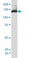 PIK3R4 Antibody (monoclonal) (M02)