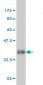PIN1 Antibody (monoclonal) (M01)